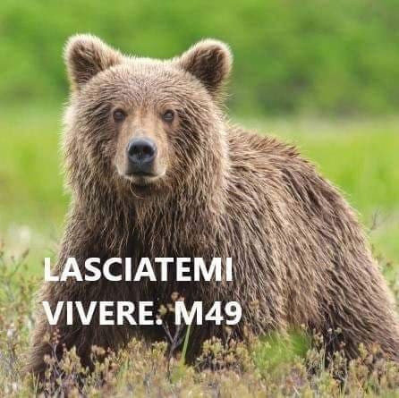 orso m49 lasciatemi vivere 67285746_510265063129893_3514756640953860096_n - copia